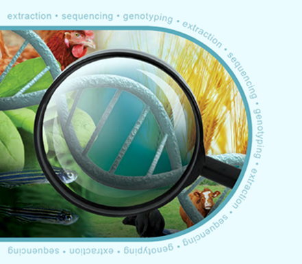 [상담] 경제적인 Genotyping을 경험하세요! KASP Genotyping Chemistry