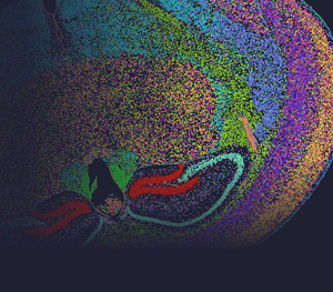 뇌 발달부터 재생까지, Stereo-seq 논문 3편 | STOmics Journal Club 10월호